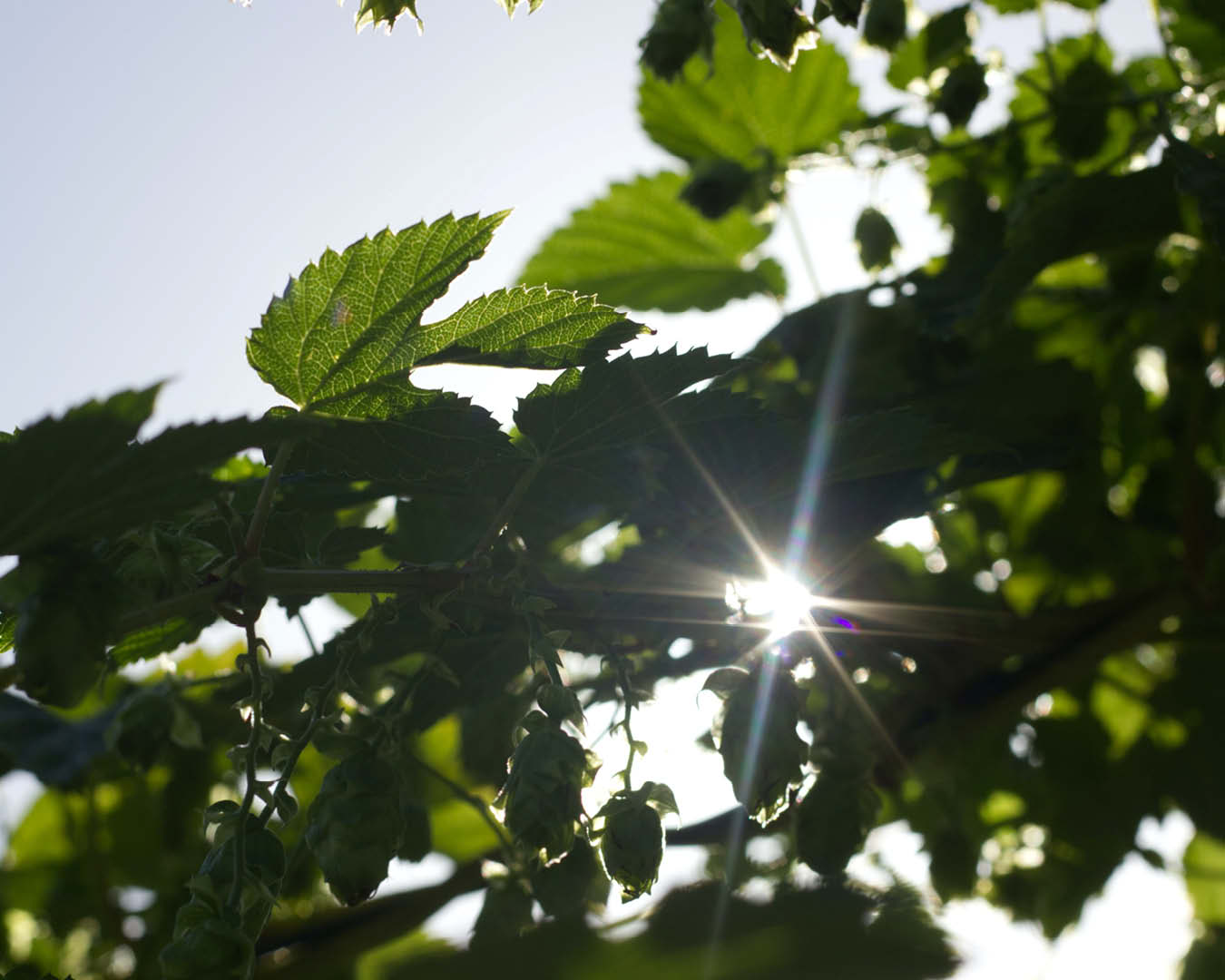 Sonne scheint durch das Laub eines Baumes