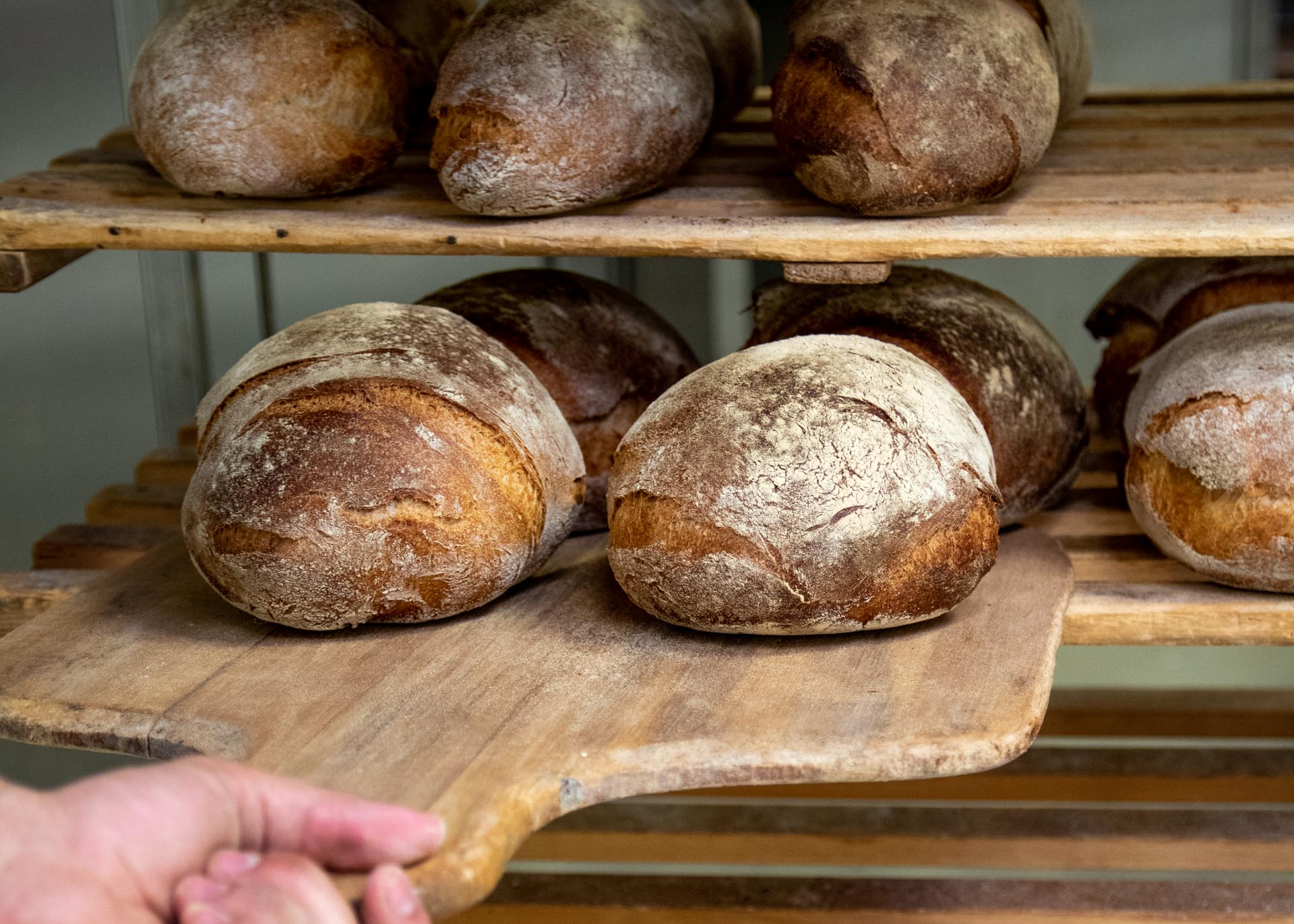 Frisches Brot wird auf Brotschaufel aus Holz aus dem Ofen geholt.