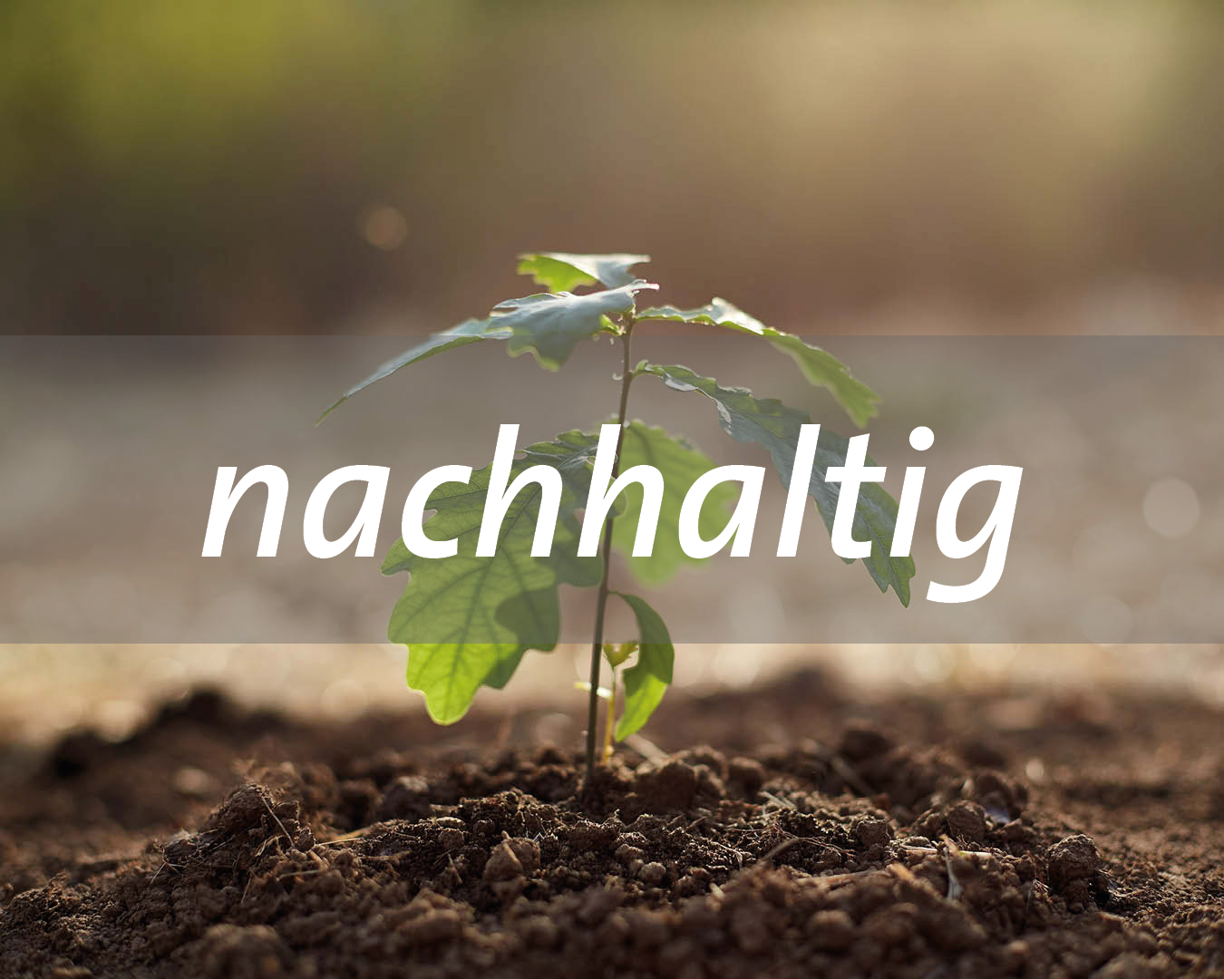 Junges Pflänzchen spriesst aus dem Erdboden